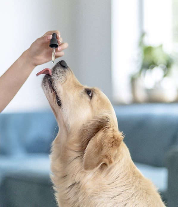 Zur Unterstütung des Wohlbefindes Ihres Hundes