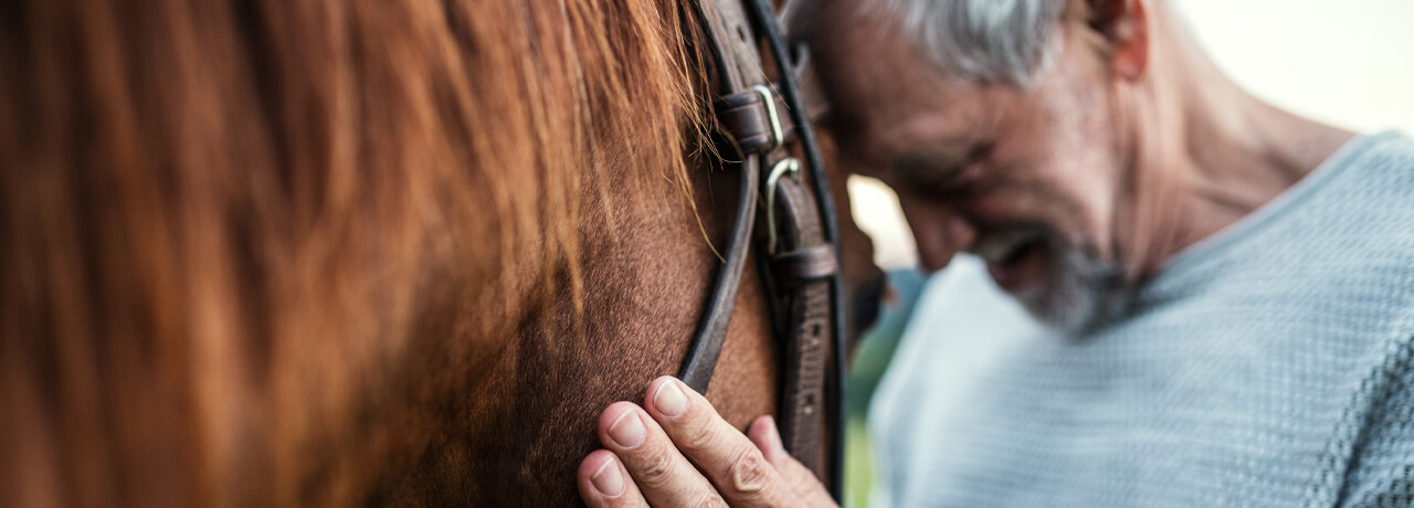 L'huile de CBD pour chevaux: utilisation et dosage