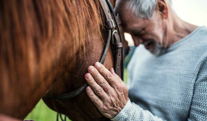 L'huile de CBD pour chevaux: utilisation et dosage