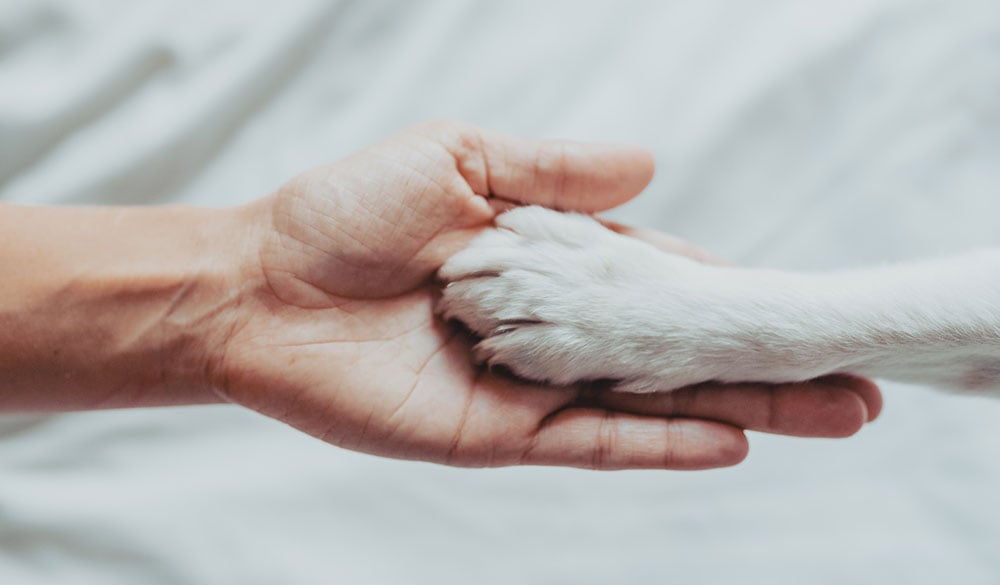 Asphalte brûlant : danger pour les pattes des chiens en été