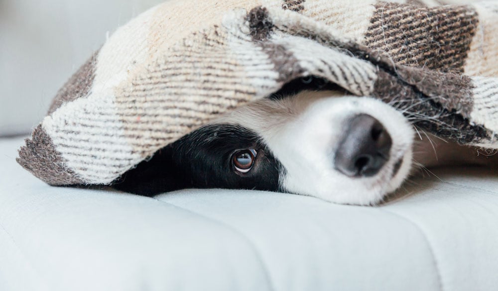 Silvester mit Tieren: 4 tierärztliche Tipps zum Umgang mit nervösen und ängstlichen Vierbeinern