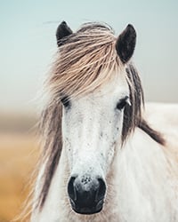 CBD für Tiere