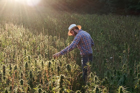 CBD Kapseln mit Mehrwert