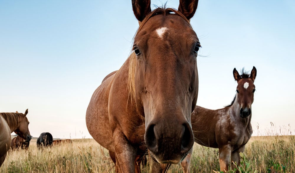 Dosage CBD pour chevaux