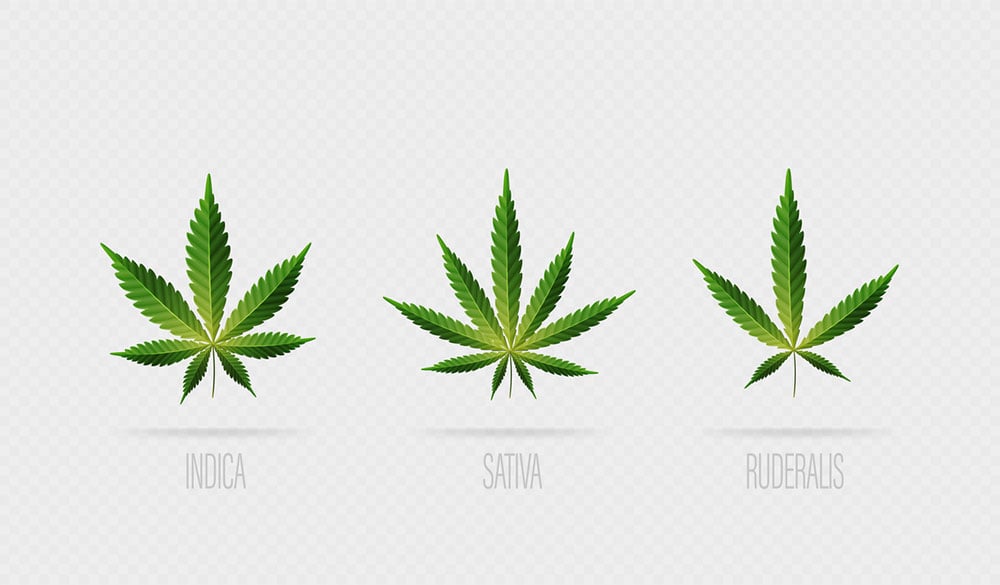 Cannabis Sativa, Indica et Ruderalis: les différences visuelles