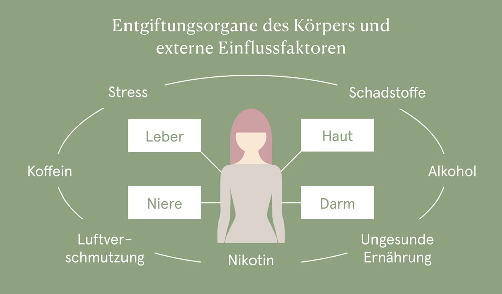 Entgiftungsorgane des Körpers und externe Einflussfaktoren