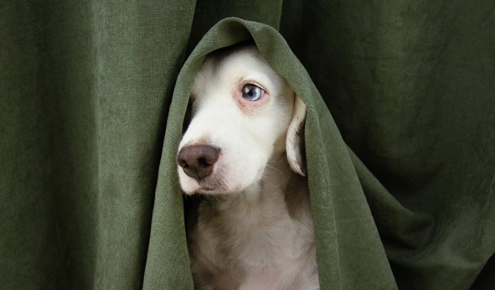 Auslöser für Stress beim Hund